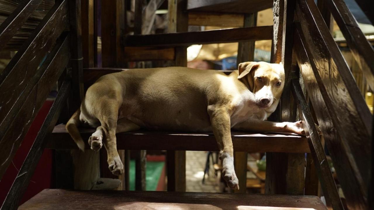 Lazy Dog Bed & Breakfast Balabag  Dış mekan fotoğraf