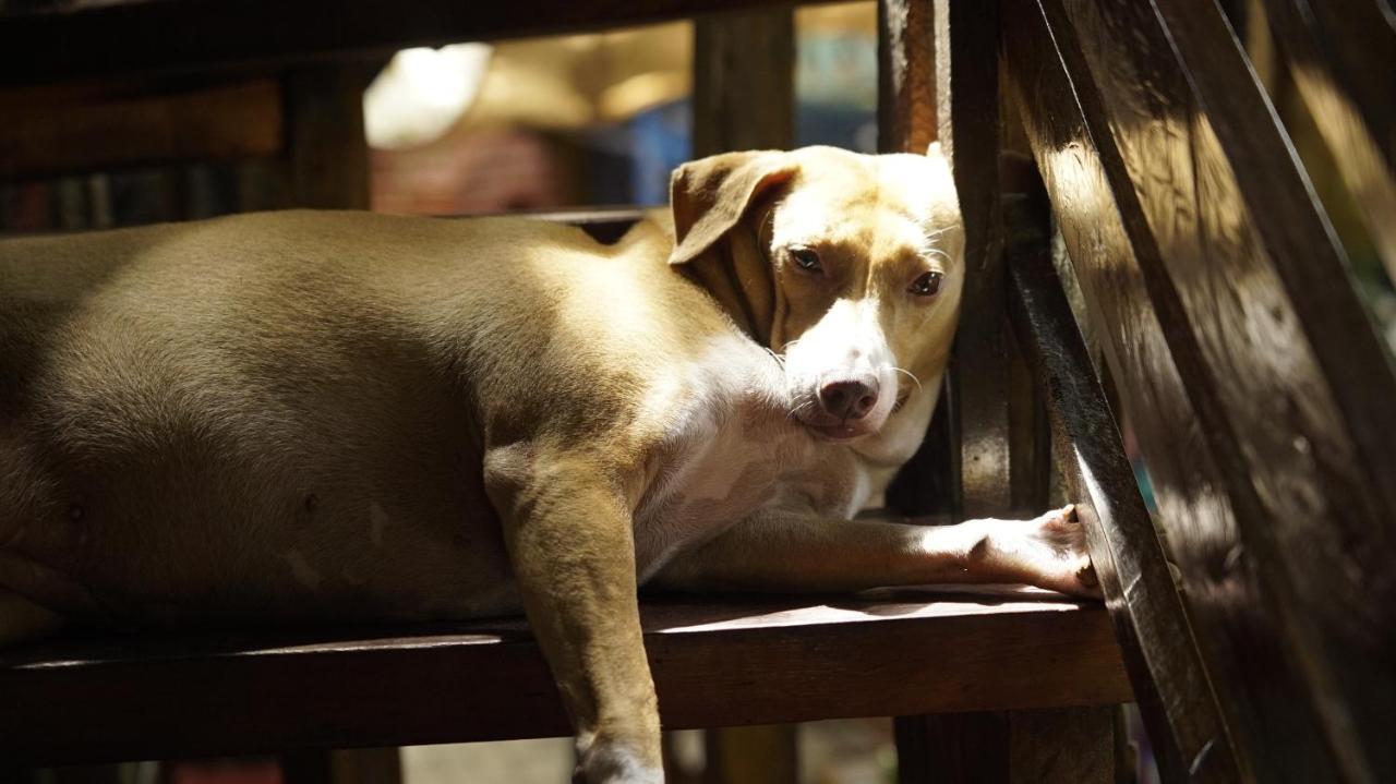 Lazy Dog Bed & Breakfast Balabag  Dış mekan fotoğraf